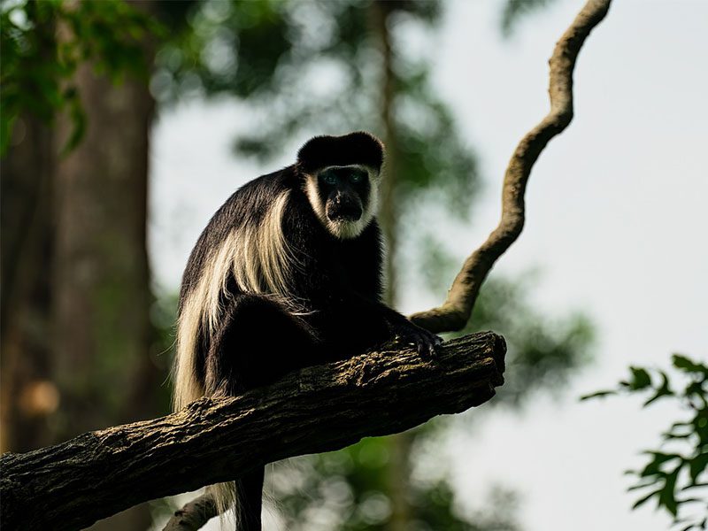Africa Safaris For Seniors: 7 Spots Travelers Love (With Tips!) 6 Colobus Monkeys In Rwanda for Africa Safaris For Seniors
