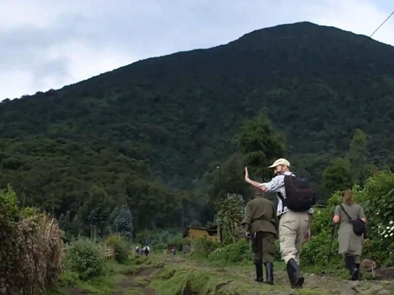 A Complete Beginner's Guide to Gorilla Trekking in Rwanda 2 goriila trekking in rwanda