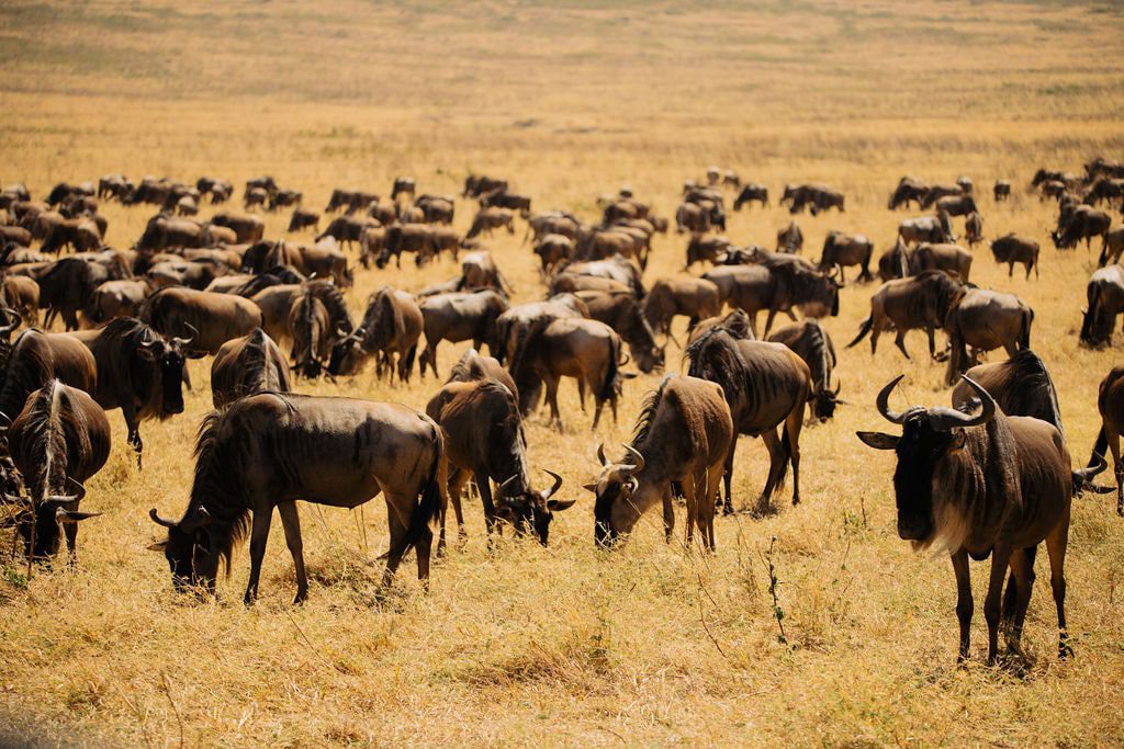 What You Didn’t Know About The Great Migration 3 The Great Wildebeest Migration Of Serengeti