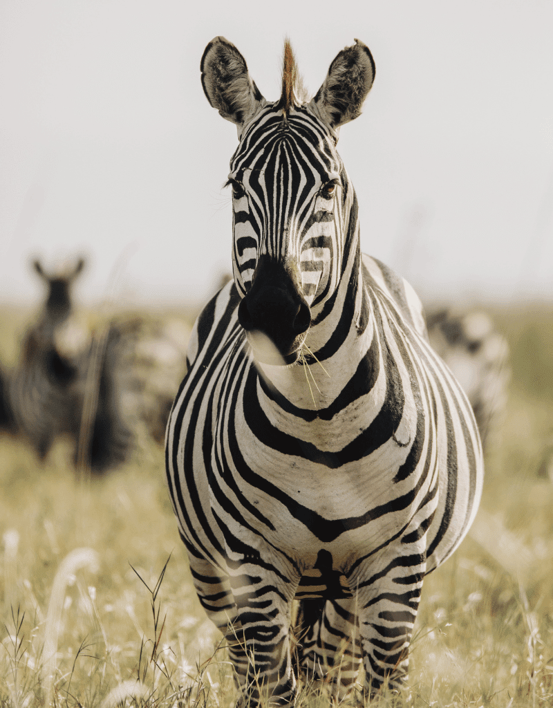 Home 7 Zebra on Safari