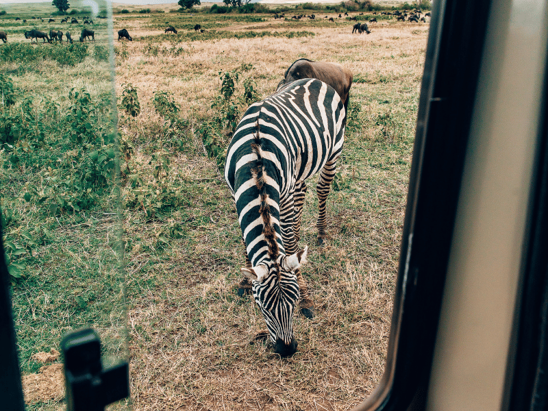 What I Wish I Knew Before Visiting Tanzania 2 Zebra on Safari