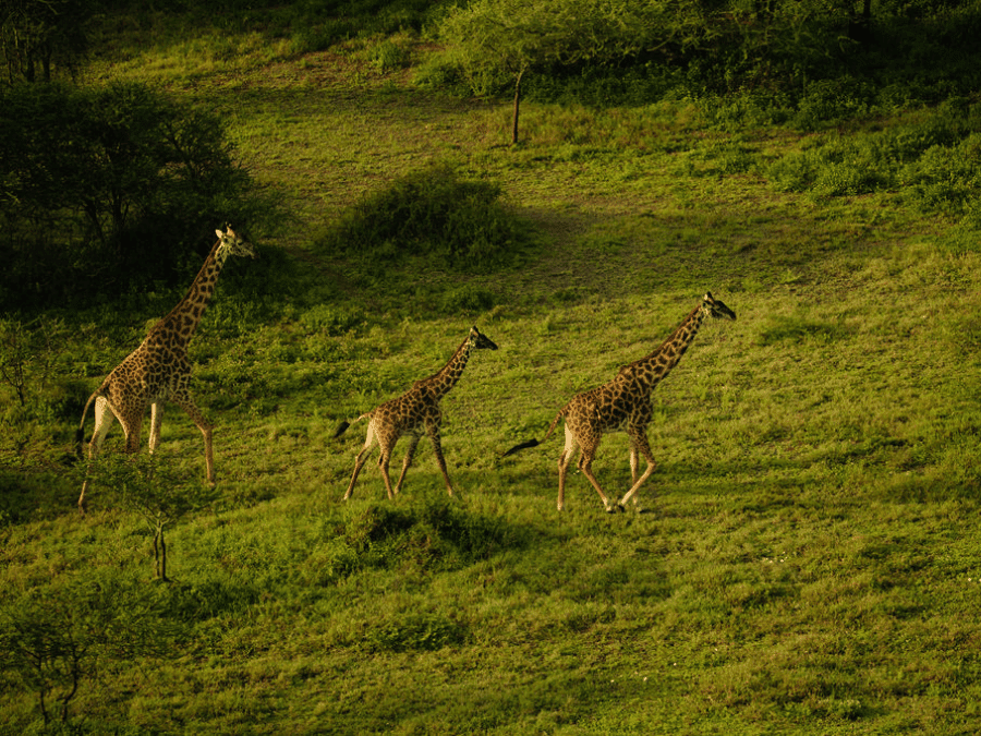 Tanzania Drone: Laws, Permits & National Park Regulations for Photography Safari 2 Giraffes in Tarangire National Park, taken with a drone