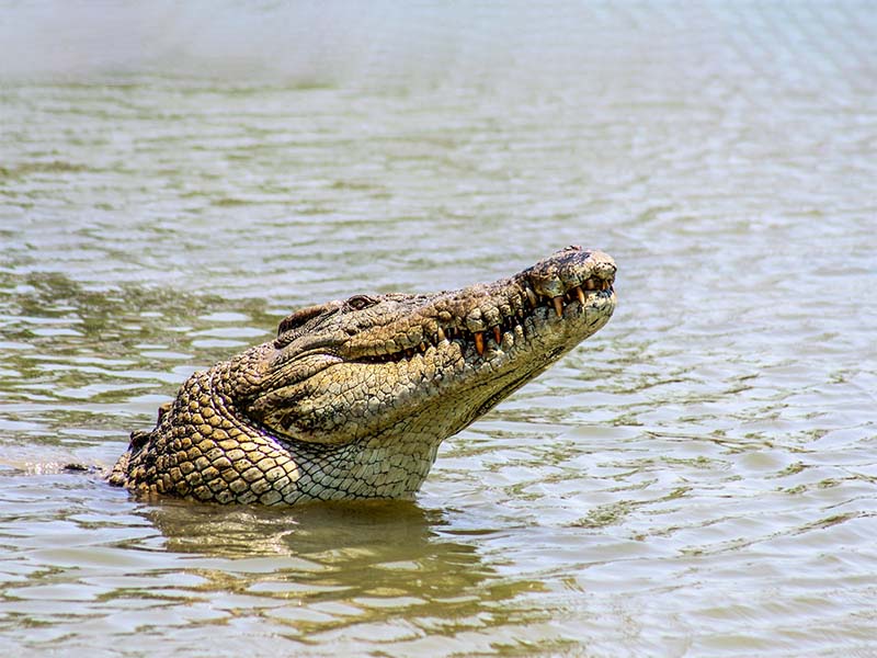 Can You See Crocodiles in Victoria Falls? 1 Can You See Crocodiles in Victoria Falls? 1