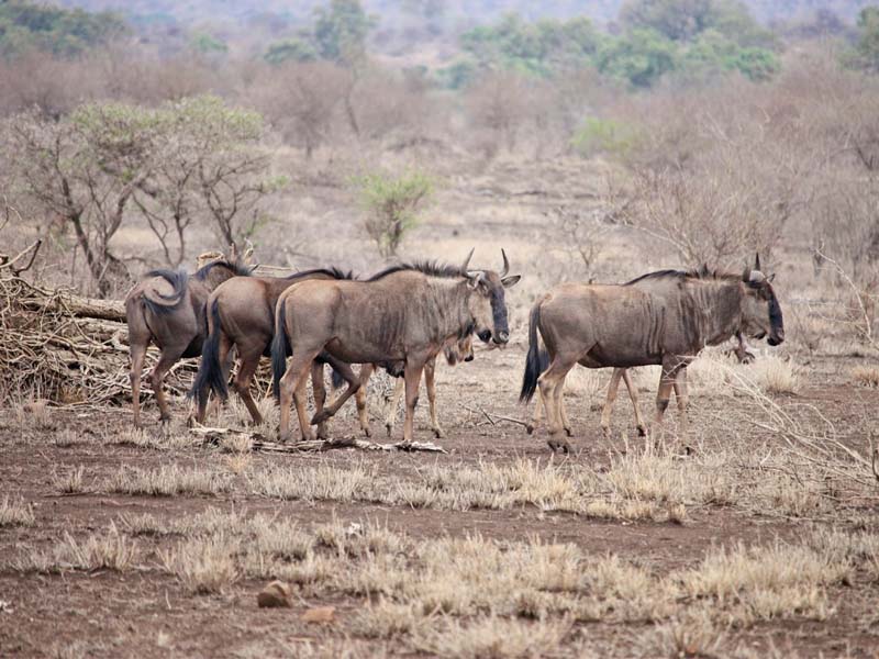 Why the Dry Season is the Best Time to Visit Chobe National Park 1 Why the Dry Season is the Best Time to Visit Chobe National Park 1