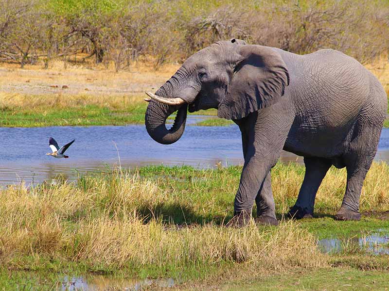 Africa Safaris For Seniors: 7 Spots Travelers Love (With Tips!) 4 Chobe River in Bostwana for Africa Safaris For Seniors