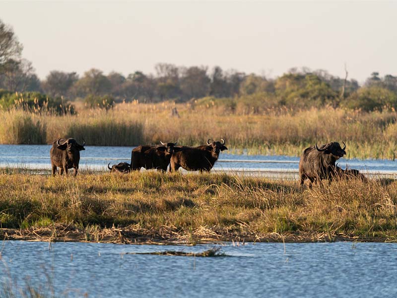 Africa Safaris For Seniors: 7 Spots Travelers Love (With Tips!) 5 Wildlife during Africa Safaris For Seniors