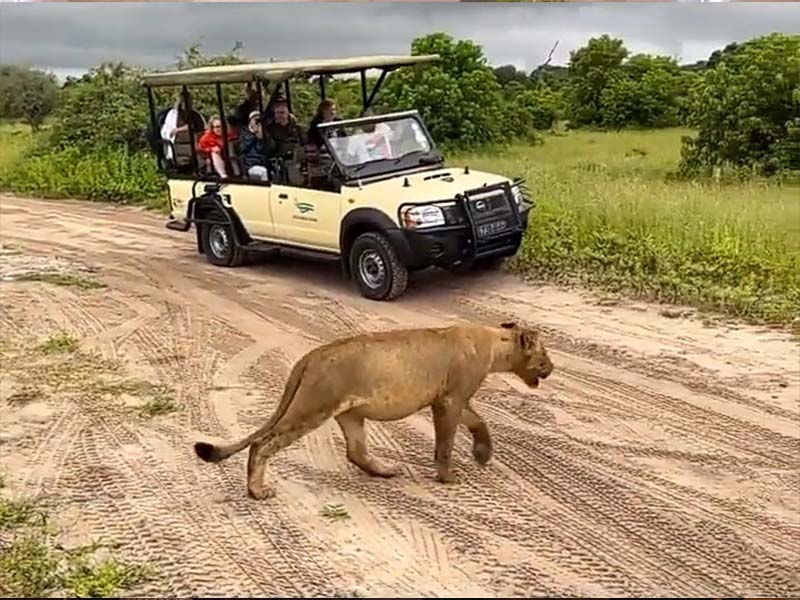 The Best Places to Stay Near Chobe National Park 3 best place near chobe national park