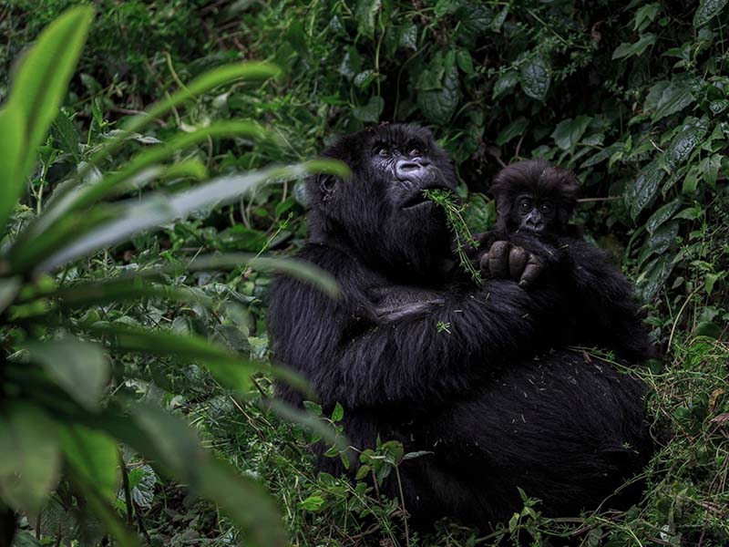 A Complete Beginner’s Guide to Gorilla Trekking in Rwanda