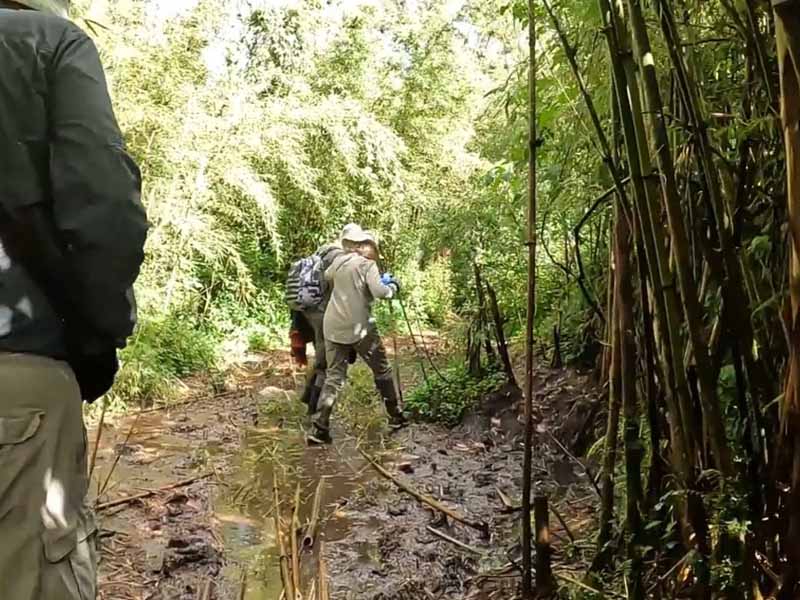 A Complete Beginner's Guide to Gorilla Trekking in Rwanda 7 Gorilla Trekking in Rwanda