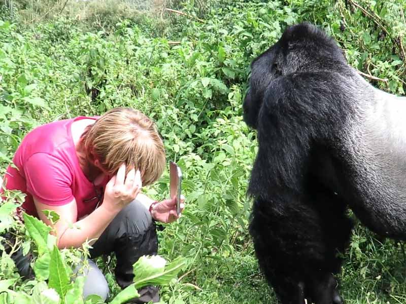 A Complete Beginner's Guide to Gorilla Trekking in Rwanda 5 gorilla trekking in rwanda