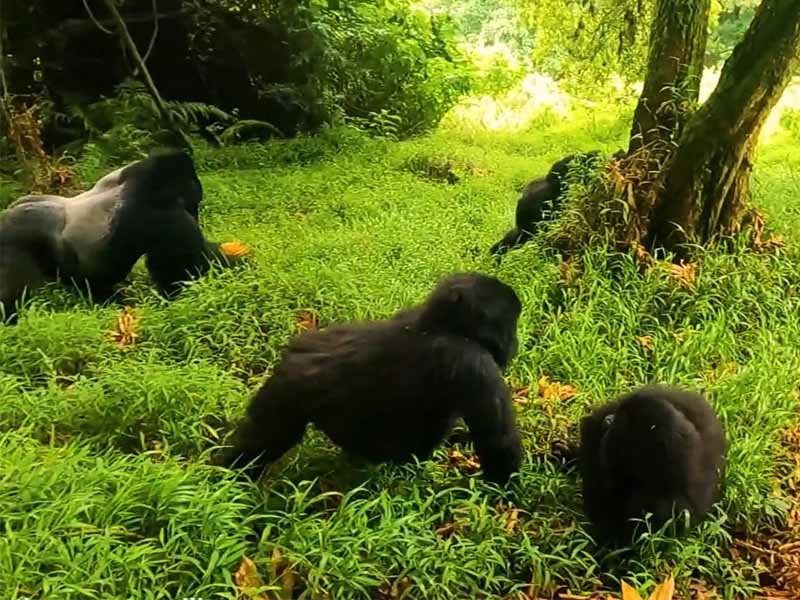 A Complete Beginner's Guide to Gorilla Trekking in Rwanda 4 gorilla trekking in rwanda