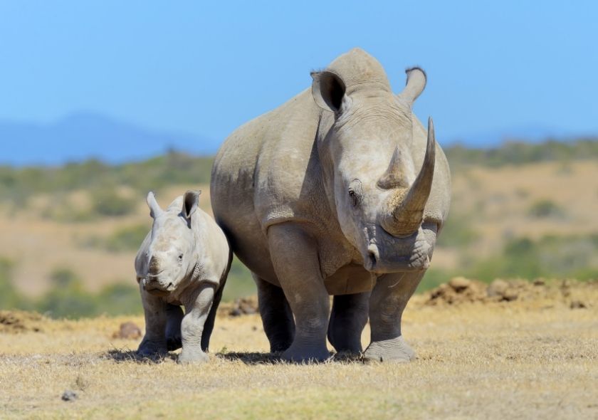 12 Best African Safari Destinations For Your Next Vacation