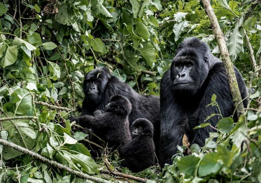 A Gorilla Trekking Guide: Rwanda vs Uganda vs Congo 2 Why choose Rwanda for Gorilla Trekking