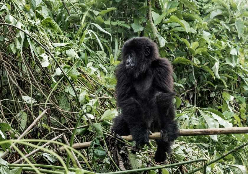 The Best Gorilla Trekking Experience in Africa-Rwanda Safari 4 choosing Rwanda for your gorilla trekking adventu
