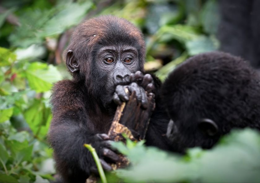 The Best Gorilla Trekking Experience in Africa-Rwanda Safari 3 Observing gorillas in their natural habitat