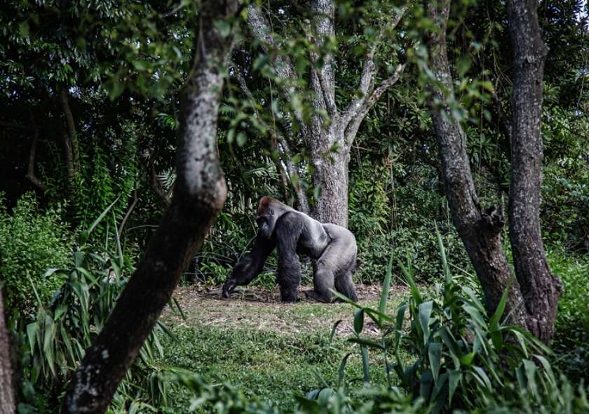 A Gorilla Trekking Guide: Rwanda vs Uganda vs Congo 3 Choosing the best destination for Gorilla Trekking