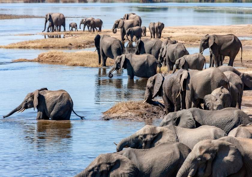 12 Best African Safari Destinations For Your Next Vacation 4 Chobe National Park, Botswana is an is an African Safari Destinations