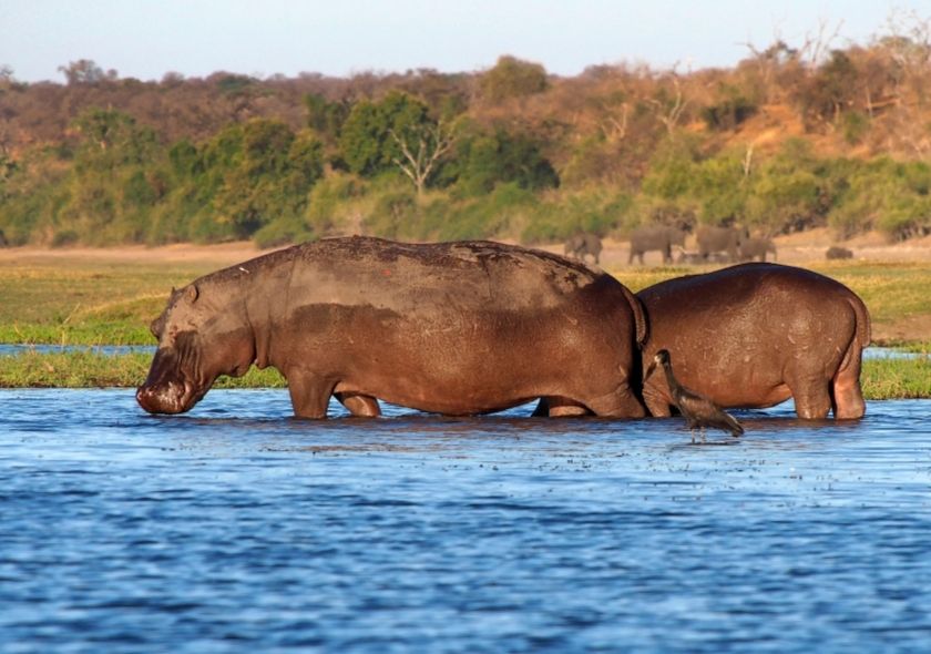 Wildlife in Botswana: What animals will you see on Safari? 3 Hippopotamus of Botswana During your Safari