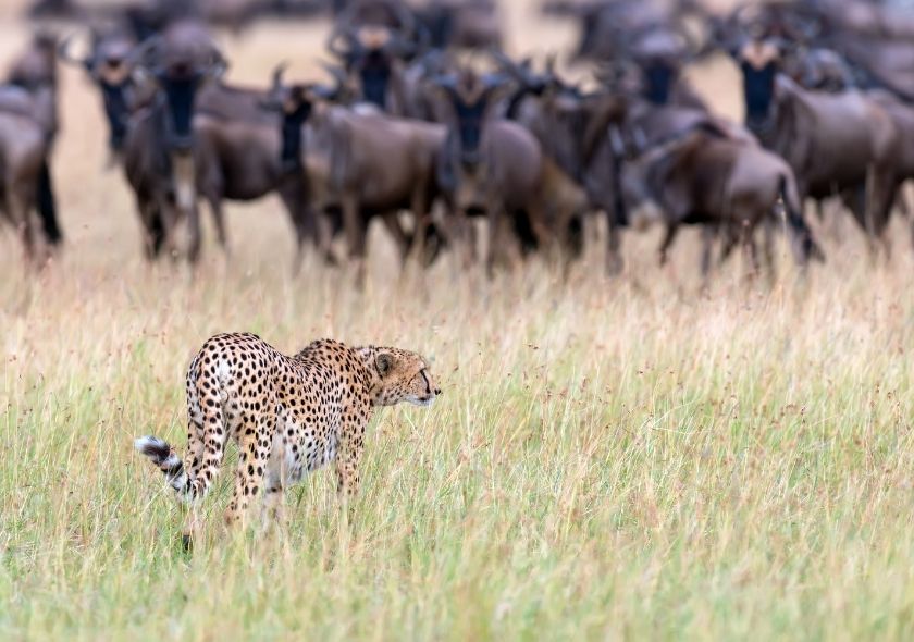 Kenya Safari Tours & Packages: A Comprehensive Guide 2 Masai Mara is a Popular Kenya Safari Tours Attractions