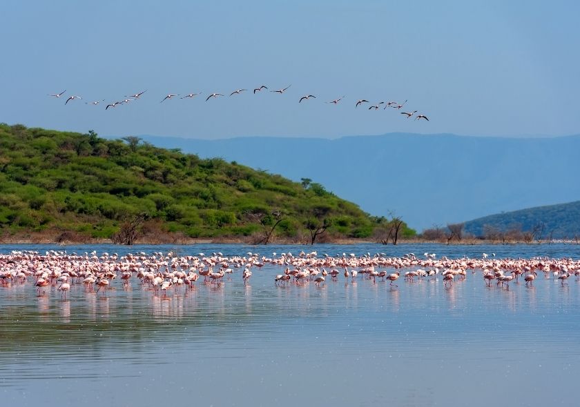 Kenya Safari Tours & Packages: A Comprehensive Guide 3 Lake Nakuru is a Popular Kenya Safari Tours Attractions