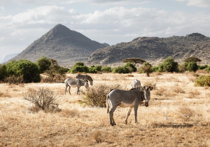 Kenya Safari Tours & Packages: A Comprehensive Guide 4 Nairobi national park is a Popular Kenya Safari Tours Attractions