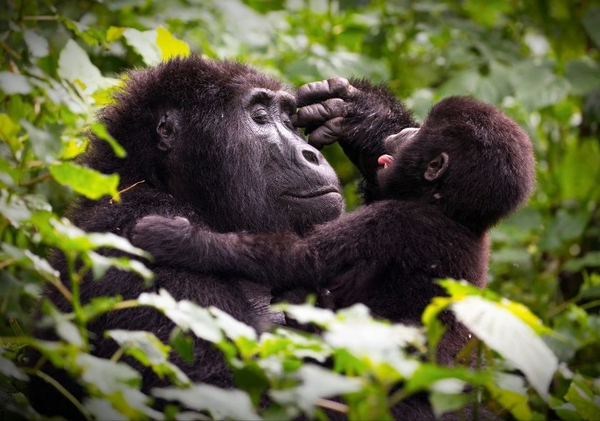 The Best Uganda Safaris: The Ultimate Destination for Gorilla Trekking and Wildlife Adventures 1 The Best Uganda Safaris: The Ultimate Destination for Gorilla Trekking and Wildlife Adventures