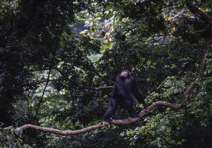 The Best Uganda Safaris: The Ultimate Destination for Gorilla Trekking and Wildlife Adventures 3 The Best Uganda Safaris: The Ultimate Destination for Gorilla Trekking and Wildlife Adventures 2