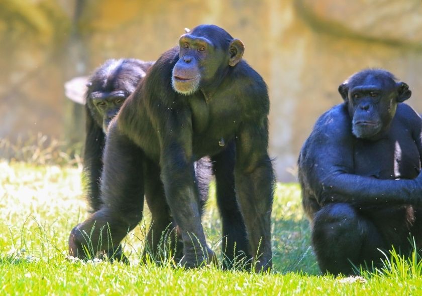 The Best Uganda Safaris: The Ultimate Destination for Gorilla Trekking and Wildlife Adventures 2 The Best Uganda Safaris: The Ultimate Destination for Gorilla Trekking and Wildlife Adventures 1