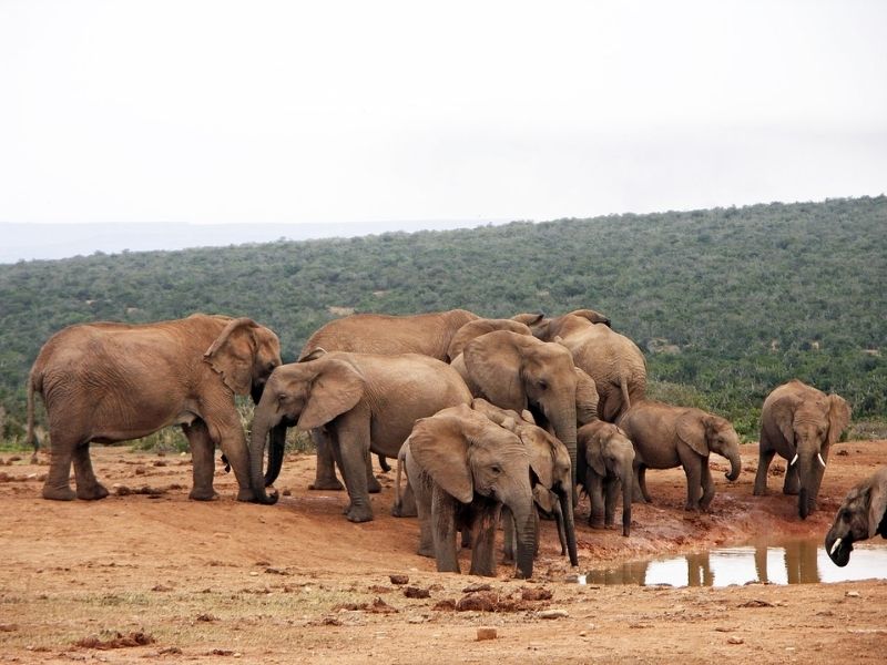 Wildlife in Botswana: What animals will you see on Safari? 1 Wildlife in Botswana: What animals will you see on Safari?
