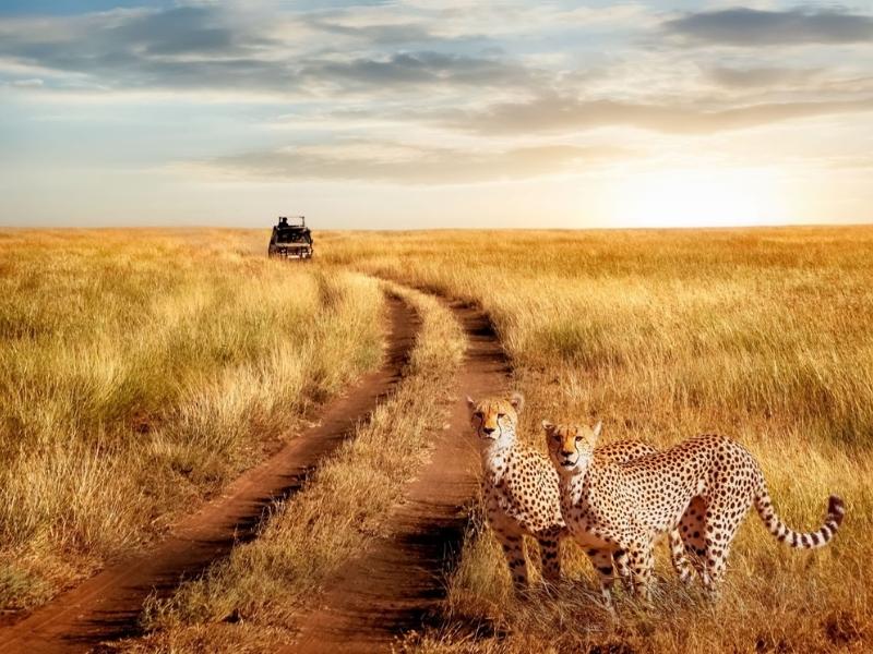 What You Should Know Before Booking a Group Safari 2 Why Choose a Group Safari?