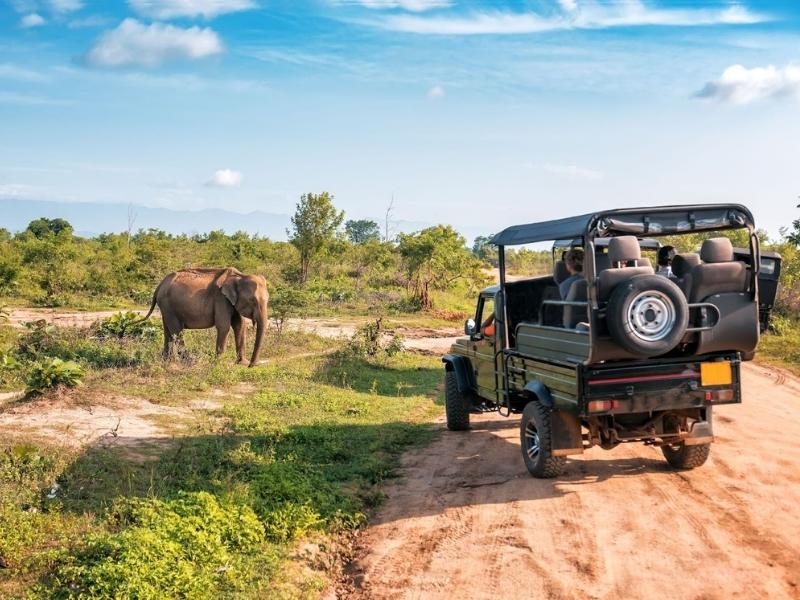 What You Should Know Before Booking a Group Safari 3 Game Viewing During Group Safaris in Africa