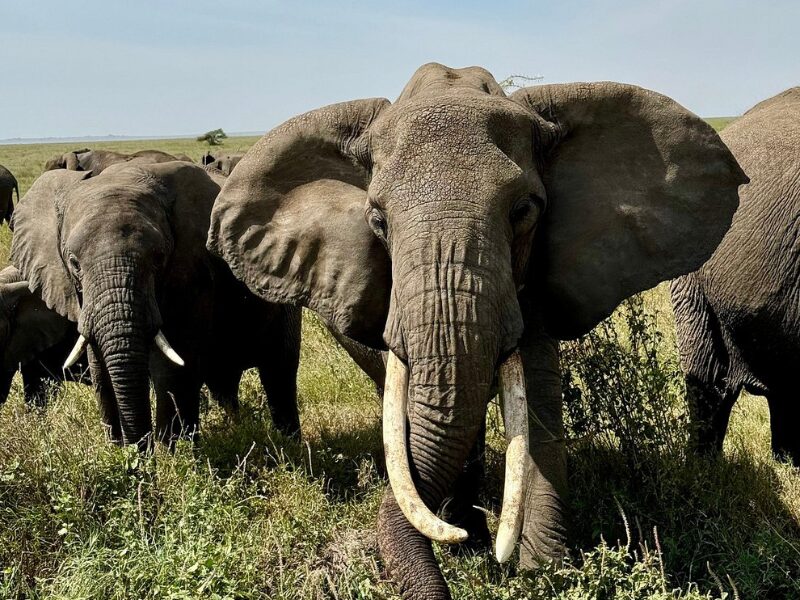 Luxury vs. Budget Family Safaris in East Africa: What’s Best for Your Family? 1 Luxury vs. Budget Family Safaris in East Africa: What’s Best for Your Family?
