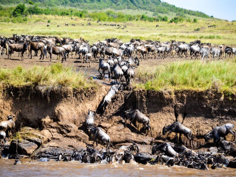Migration Safari: River Crossing Season in Kenya and Tanzania