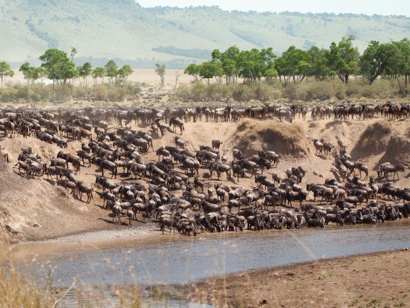 The Great Migration Safari: A Once-in-a-Lifetime Experience for Families + Packing Guide 1 The Great Migration Safari: A Once-in-a-Lifetime Experience for Families + Family Safari Packing Guide