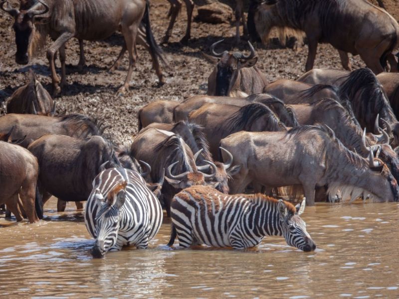 The Great Migration Safari: A Once-in-a-Lifetime Experience for Families + Packing Guide 2 While planning your trip around the exact timing of The Great Migration is vital