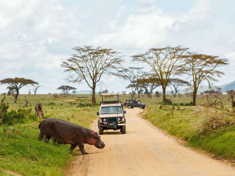 The Great Migration Safari: A Once-in-a-Lifetime Experience for Families + Packing Guide 5 How to plan a family safari during the Great Migration