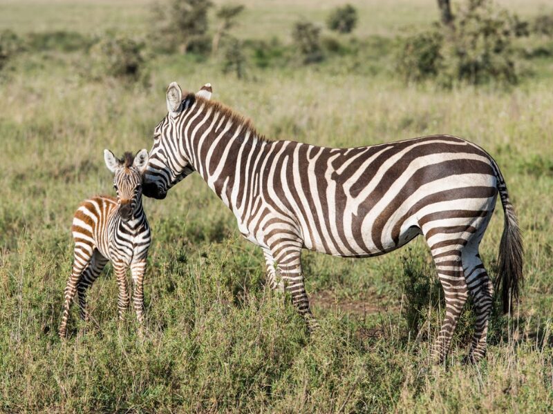 Calving Season in East Africa: Witnessing Nature’s Baby Boom 2 What is the Calving Season Migration?
