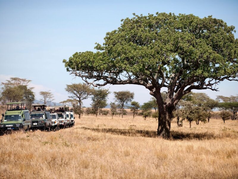 Why East Africa is the Ideal Safari Destination for Families + Must See Spots 3 Forget those theme parks—East Africa is nature’s playground
