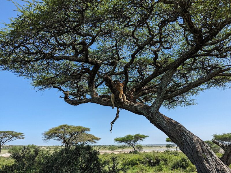 Luxury vs. Budget Family Safaris in East Africa: What’s Best for Your Family? 3 Budget Family Safaris