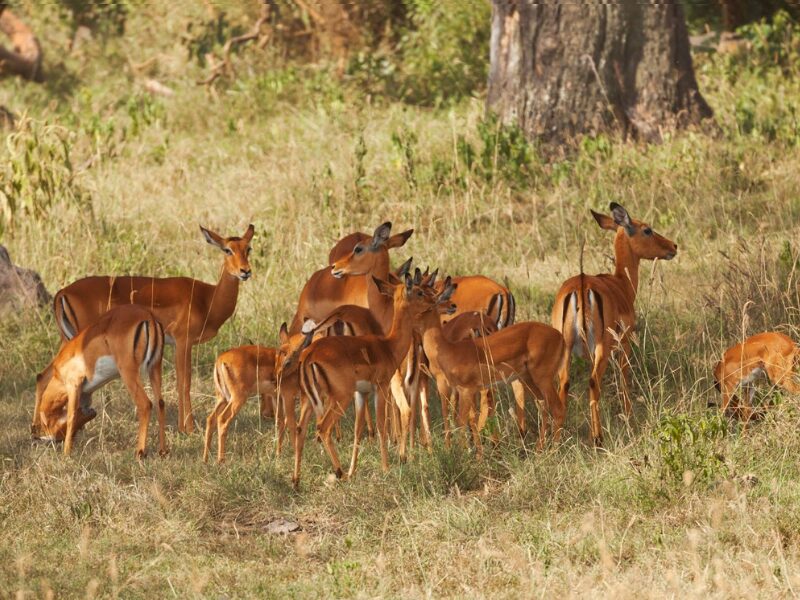 Calving Season in East Africa: Witnessing Nature’s Baby Boom 3 Calving Season Photography Tips