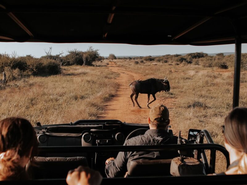 The Best Time for a Family Safari in East Africa & for Spotting The Big 5 4 What is the Big 5?