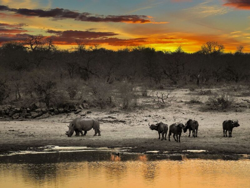 The Best Time for a Family Safari in East Africa & for Spotting The Big 5 5 When to see the Big 5?