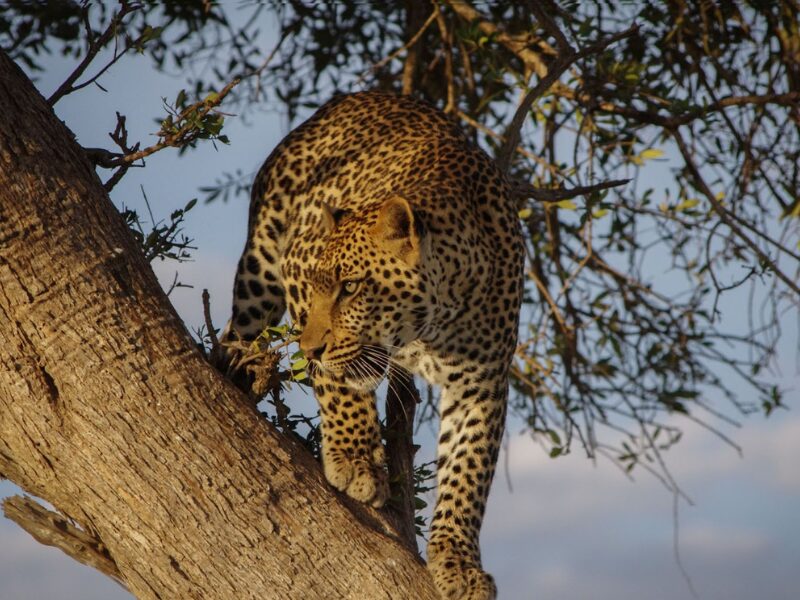 The Best Time for a Family Safari in East Africa & for Spotting The Big 5 6 The best places to see the Big 5