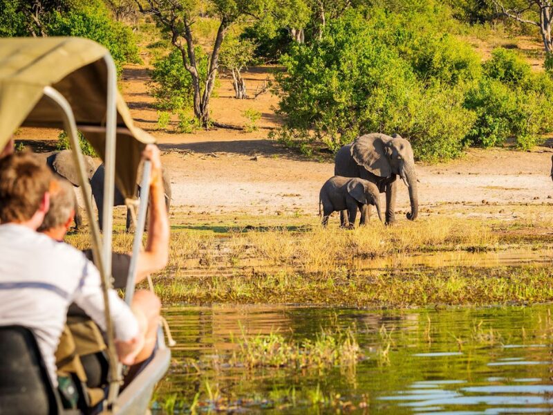 Safari Seasons Explained: When to Go on Safari in East Africa