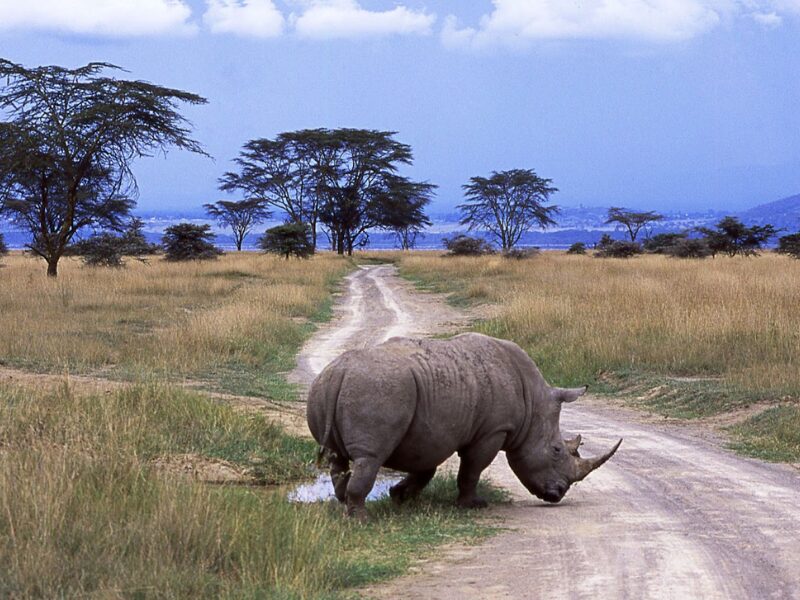 Safari Seasons Explained: When to Go on Safari in East Africa 1 Best Time to Go on Safari in East Africa