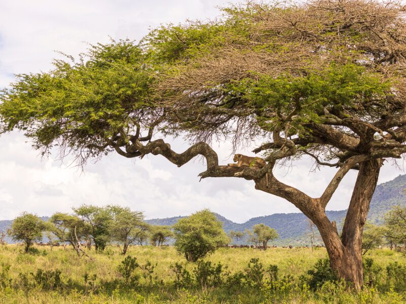 How To Pick The Best Time for Your East African Safari: Seasons, Popular Destinations, & Events To Consider 3 Wildlife Events to Consider in East Africa