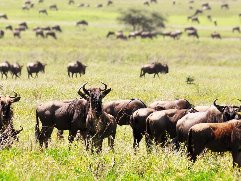 Why You Should Go on a Tanzania Safari During The Calving Season 2 Calving season Tanzania safari, a photographers paradise