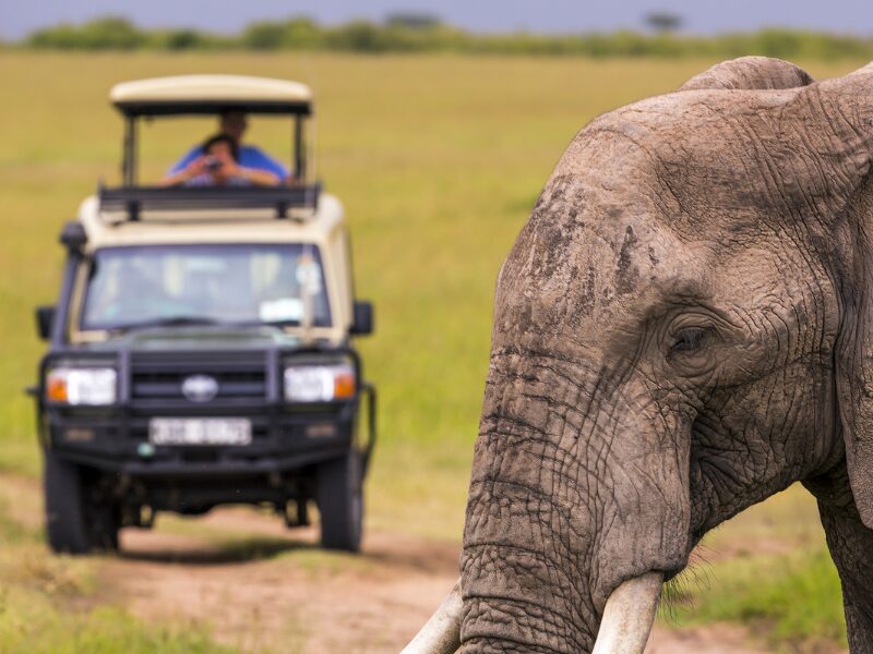 How To Pick The Best Time for Your East African Safari: Seasons, Popular Destinations, & Events To Consider 2 Best Times for Popular East Africa Safari Destinations