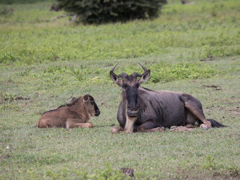 Why You Should Go on a Tanzania Safari During The Calving Season 3 Top Destinations for Calving Season in Tanzania