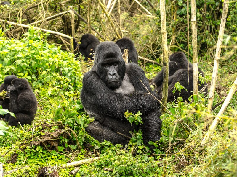 Gorilla Trekking in Rwanda: An Ethical Encounter with Gentle Giants 3 How Gorilla Trekking Benefits Conservation and Communities